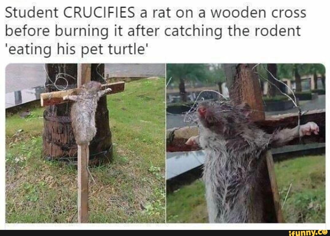 Student crucifies a rat