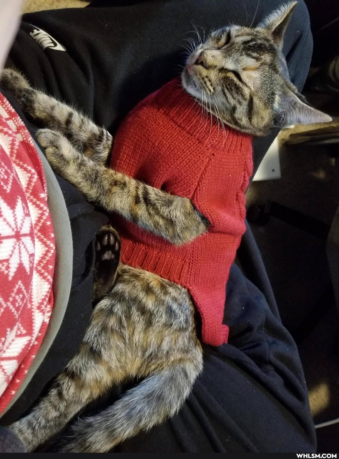 cat, aww, kitten