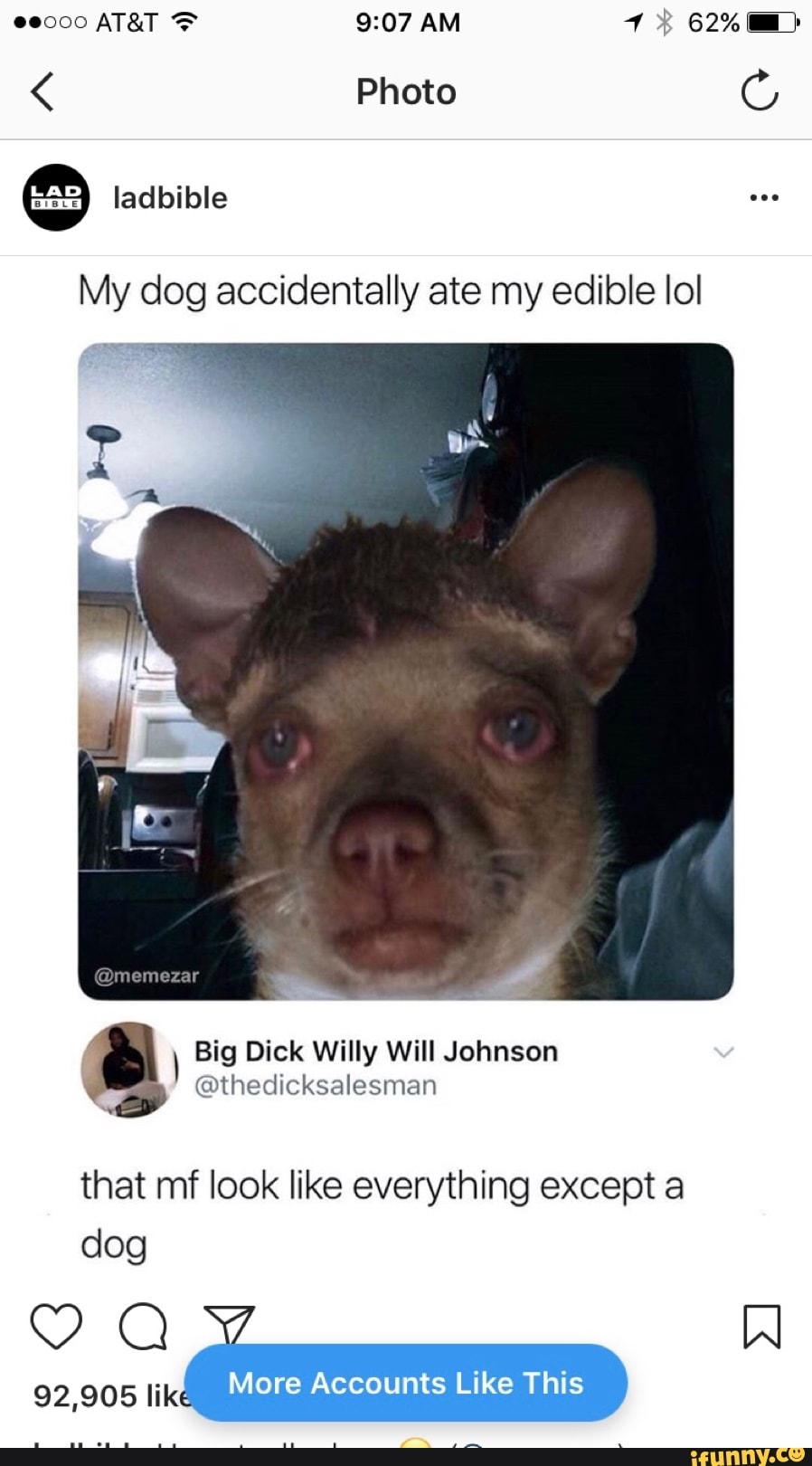 My Dog Accidentally Ate Edible Lol Ifunny My Dog Accidentally Ate Edible Lol