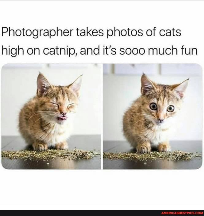 Photographer takes photos of cats high on catnip, and it's sooo much fun