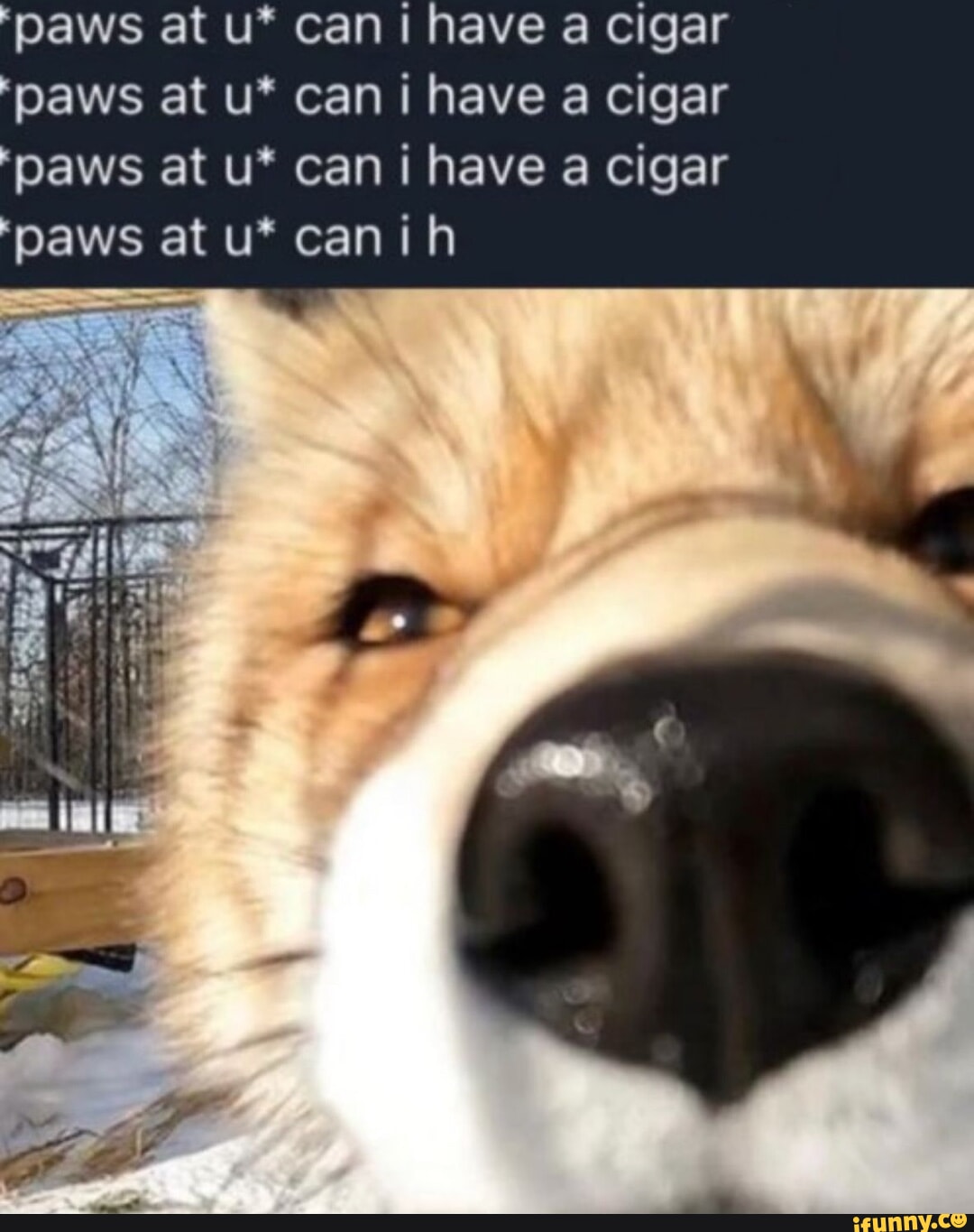 Paws at u* can have a cigar paws at u* can have a cigar paws at u* can i  have a cigar paws at u* can ih