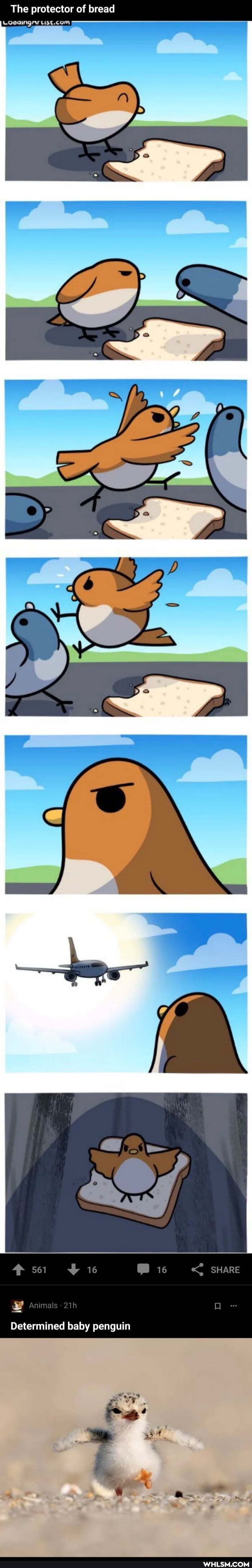 The protector of bread
Animals
SHARE
Determined baby penguin