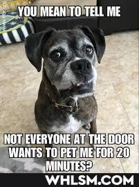 YOU MEAH TO TELL BE
NOT EVERYOME AT THE WAHTS TO PET ME FOR