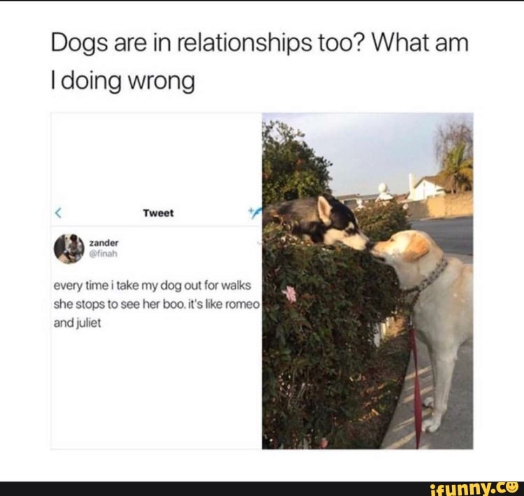 Dogs are in relationships too? What am
I doing wrong
< Tweet
zander
every time i take my dog out for walks she stops to see her boo. it's like romeo and juliet