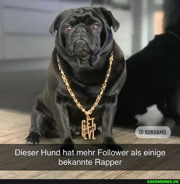 KURDAMO
Dieser Hund hat mehr Follower als einige bekannte Rapper