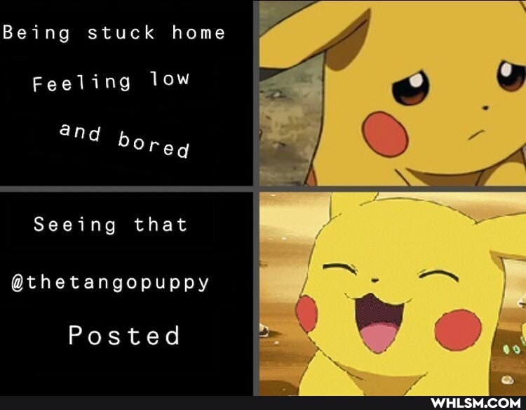 Being stuck home
Feeling low
and bop
Seeing that
@thetangopuppy
Posted