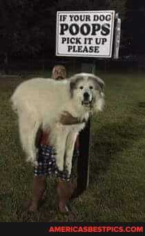 YOUR DoG)
POOPS, I