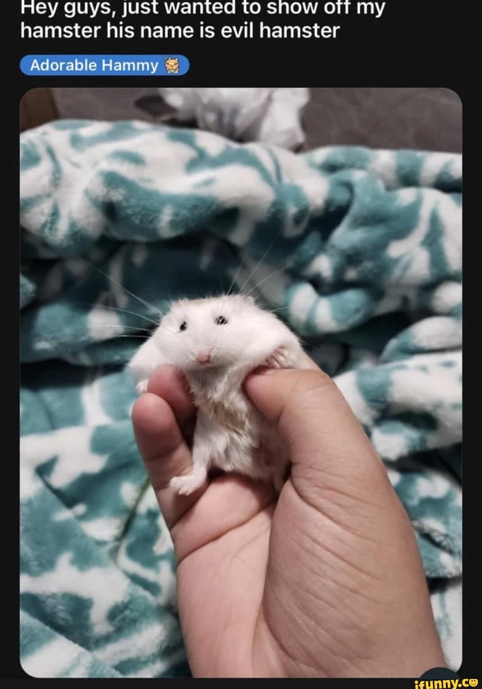 Hey guys, Just wanted to snow my hamster his name is evil hamster Adorable Hammy