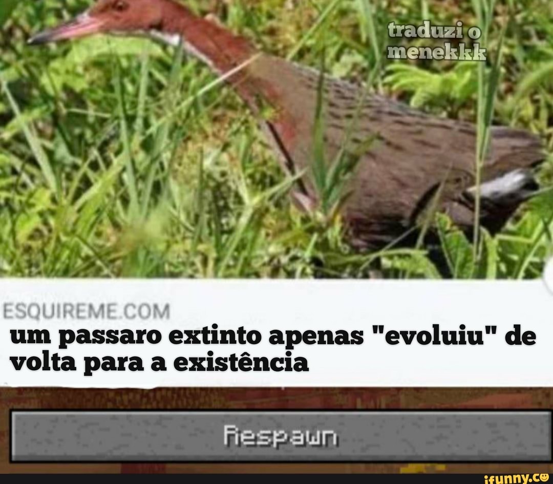 ESQUIREMI
radio
um passaro extinto apenas "evoluiu" de volta para a existência
Fespaun