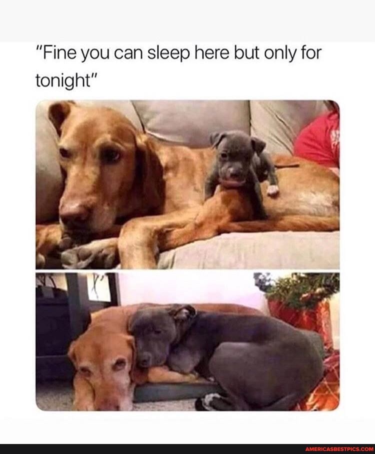 "Fine you can sleep here but only for tonight"