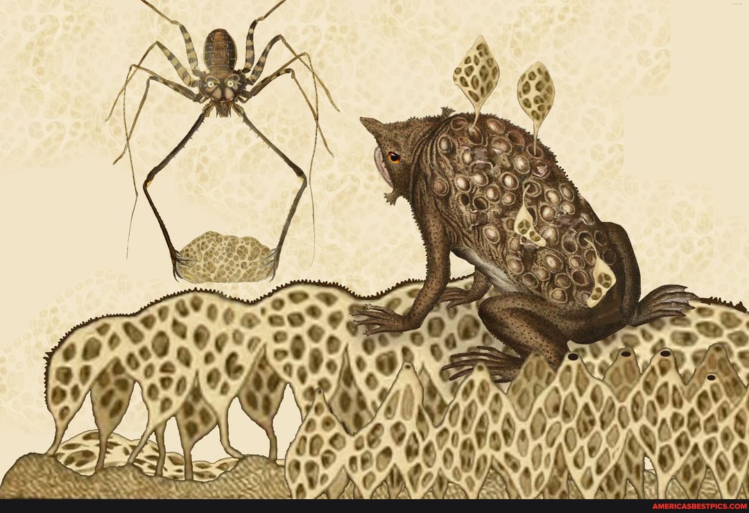 spiders, cartoons, frogs, fantasy, comic_art