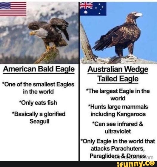 American Bald Eagle Australian Wedge Tailed Eagle *One of the smallest ...