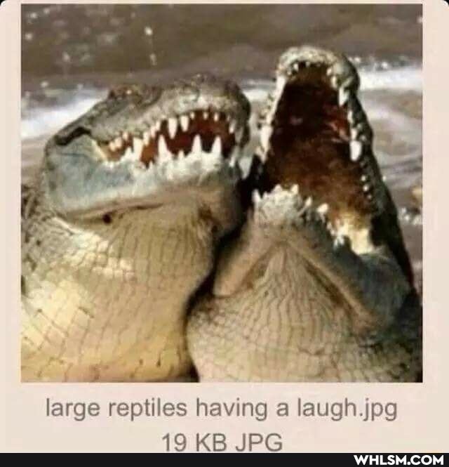 large reptiles having a laugh jypa
19
19 KB IPG