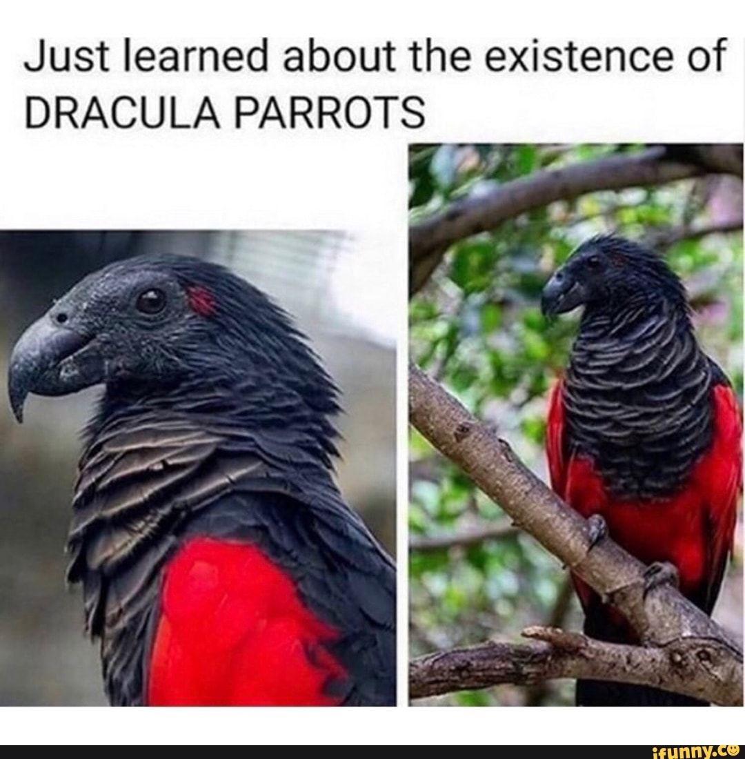 Goth parrot 🖤🖤 - Just learned about the existence of DRACULA PARROTS ...