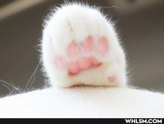 cat, cats
