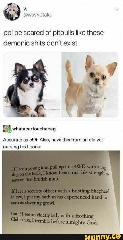 ppl be scared of pitbulls like these demonic shits don't exist
whatacartouchebag
Accurate as shit, Also, have this from an old vet nursing text book:
in
count his
pus im hand