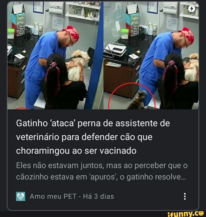 Gatinho 'ataca' perna de assistente de veterinário para defender cão que choramingou ao ser vacinado
Eles não estavam juntos, mas ao perceber que o cãozinho estava em 'apuros;, o gatinho resolve...
Amo meu PET - Há 3 dias