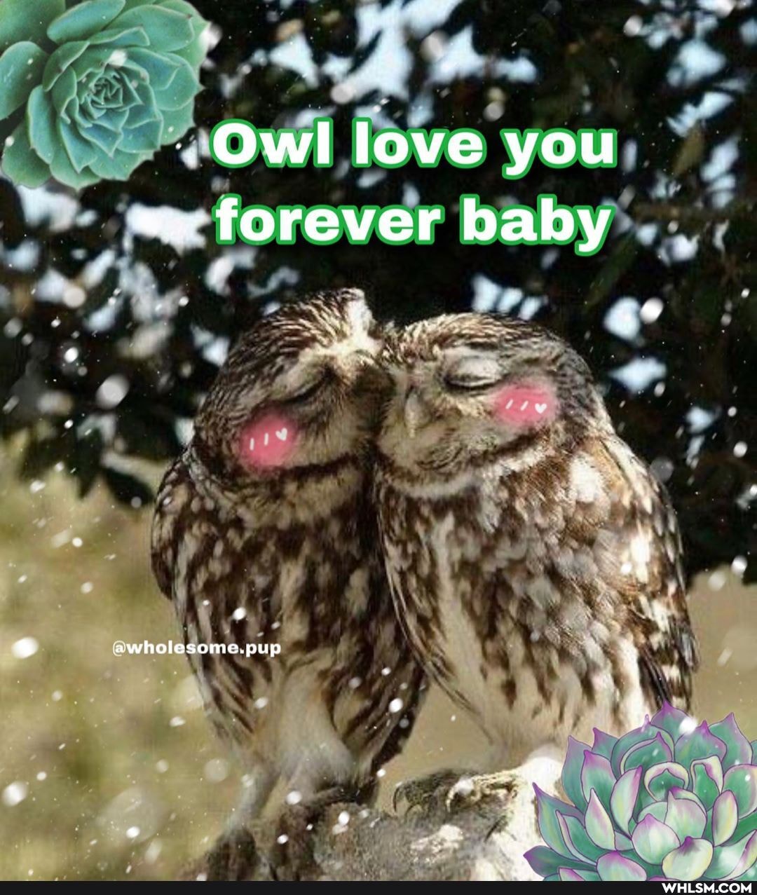 Owl love you forever baby
awholesome.pup