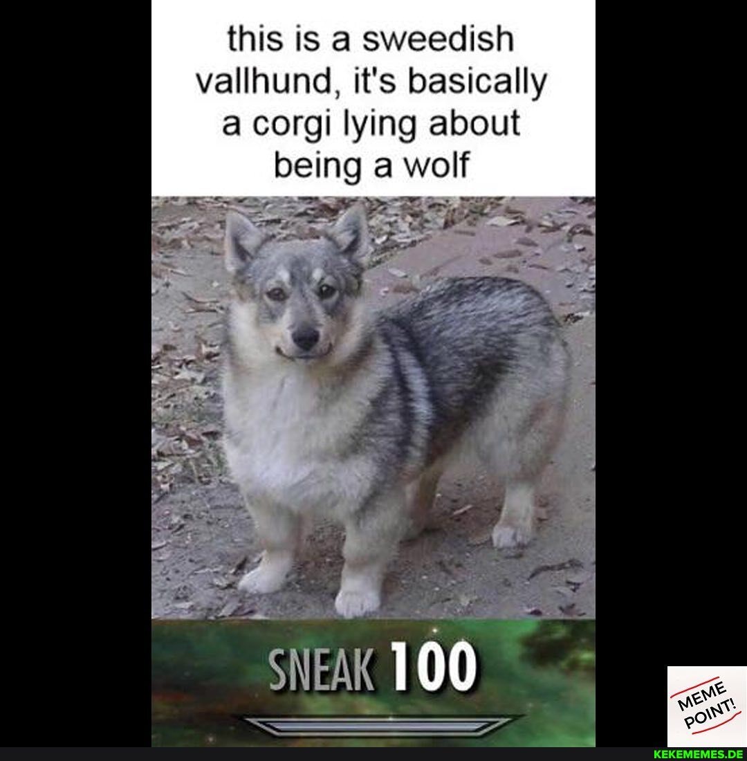 this is a sweedish vallhund, it's basically a corgi lying about being a wolf
100