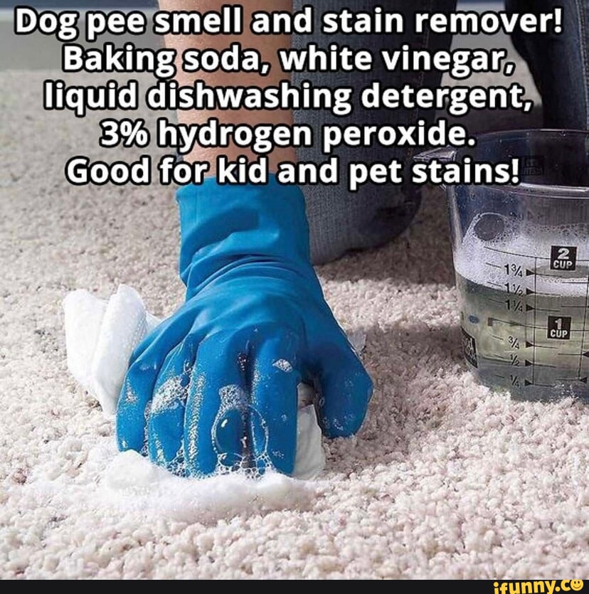 Picture memes DLgmaKjb8 by InabaTewi_2020 iFunny