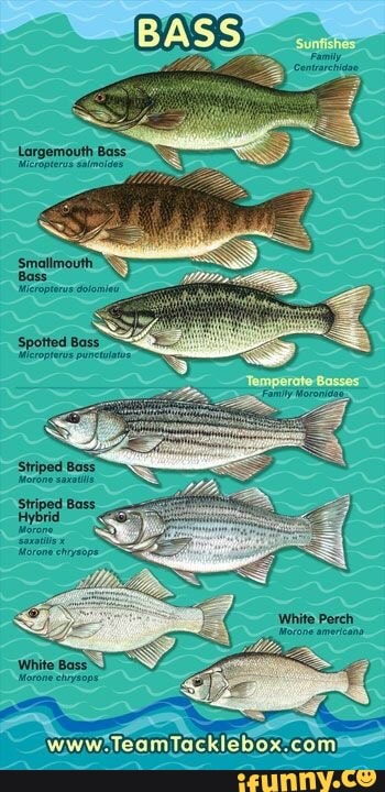 Largemouth Bass Striped Bass Hybrid White Perch. - iFunny