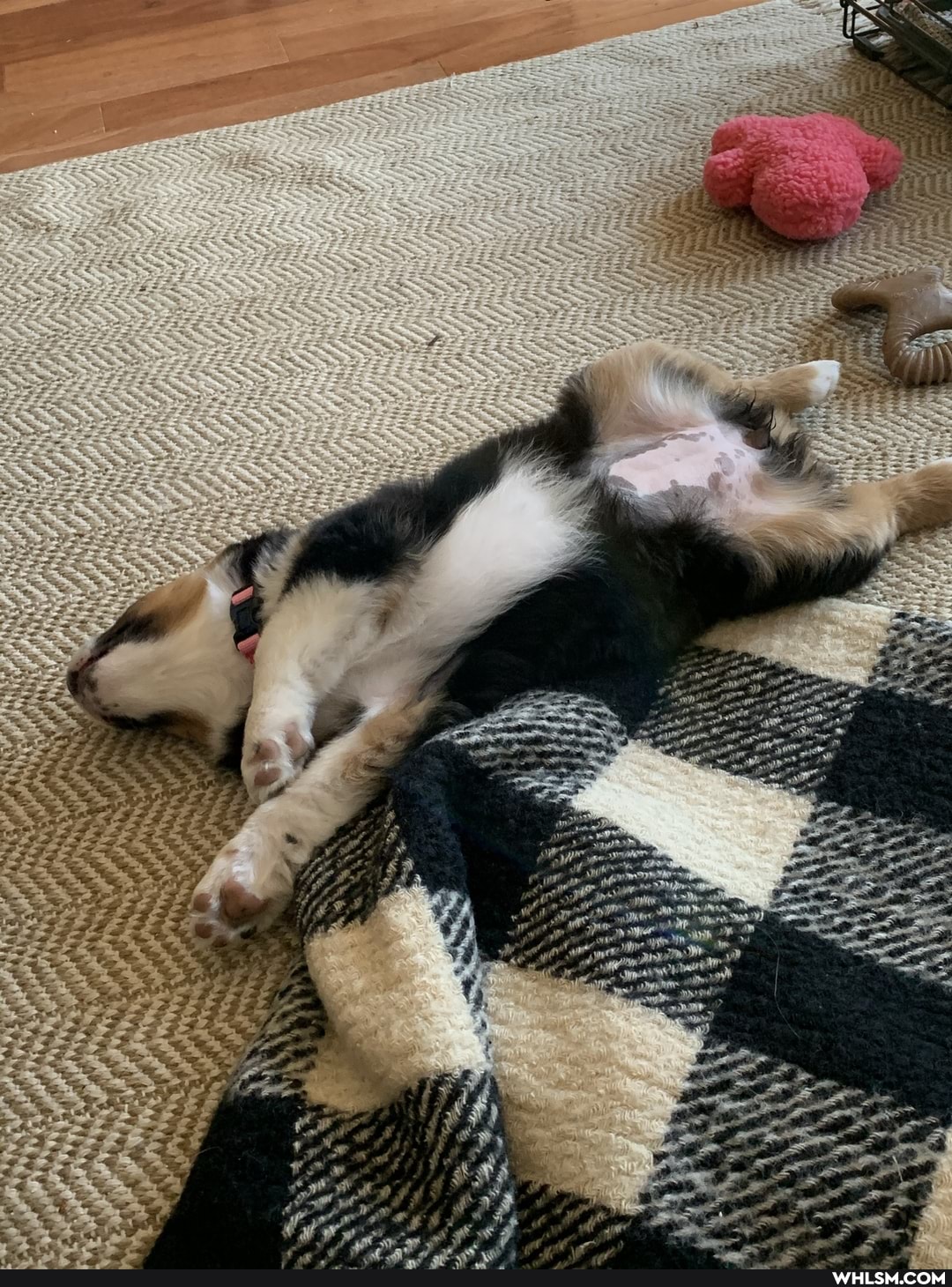 baby_animals, belly_rubs, cant_sleep, doggo, cuteaf