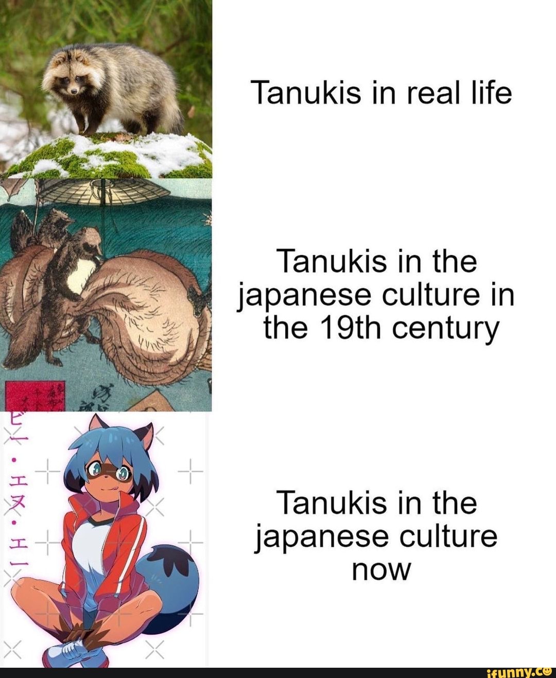 Tanukis in real life Tanukis in the japanese culture in the 19th