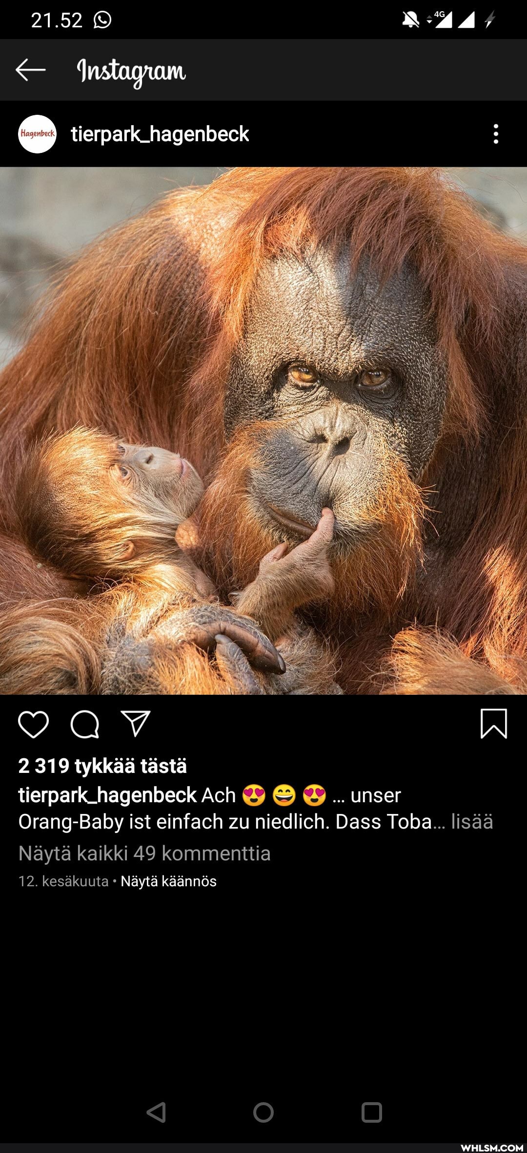 nature, aww, orangutan, baby_animals, germany