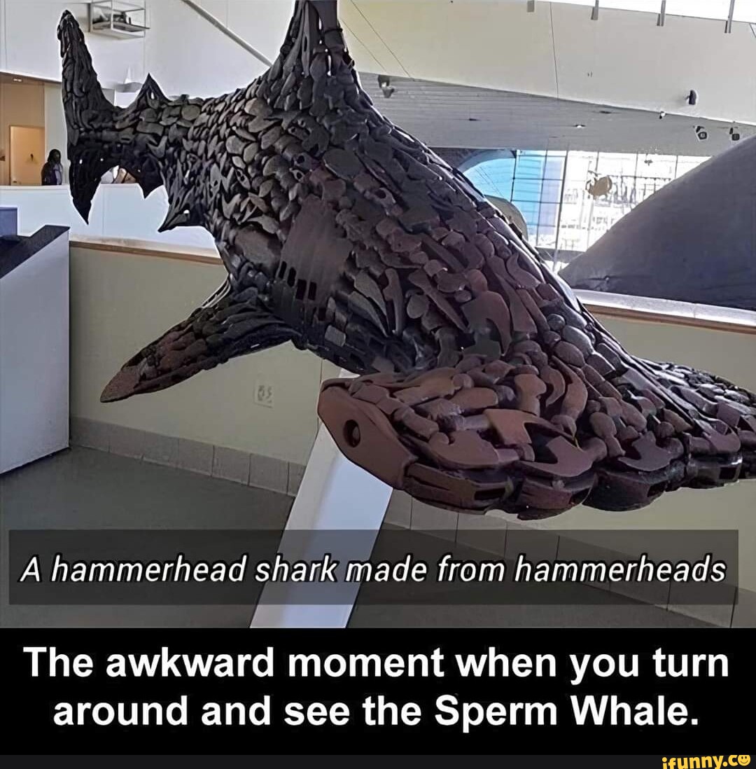 A hammerhead shark made from hammerheads The awkward moment when you