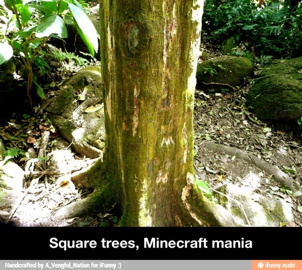 Square trees, Minecraft mania - Square trees, Minecraft mania