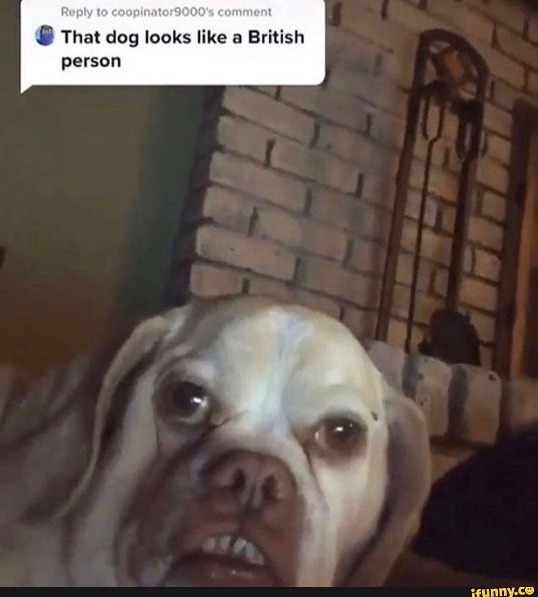 Lyt That dog looks like a British person - iFunny