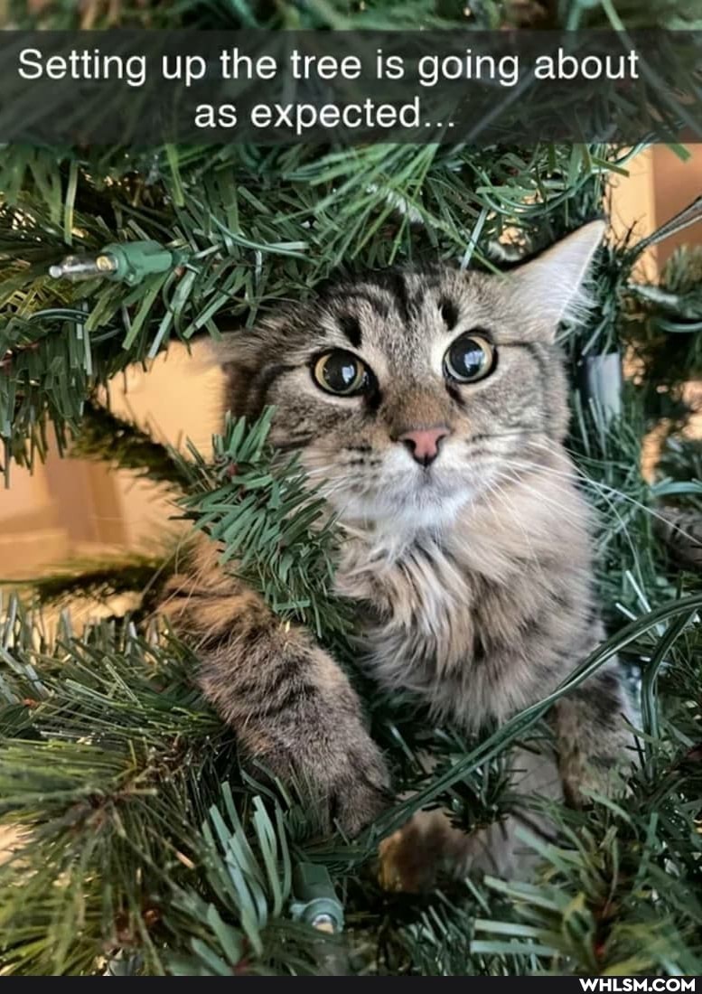 Setting up the tree is going about as expected...