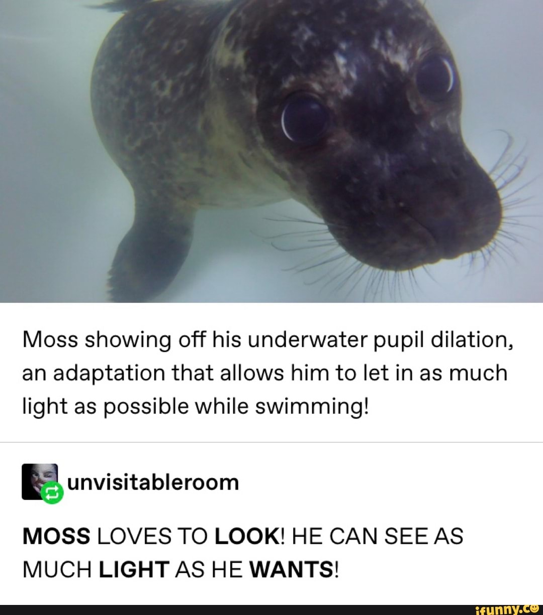 Moss showing off his underwater pupil dilation,
an adaptation that allows him to let in as much
light as possible while swimming!
ES unvisitableroom
MOSS LOVES TO LOOK! HE CAN SEE AS
MUCH LIGHT AS HE WANTS!