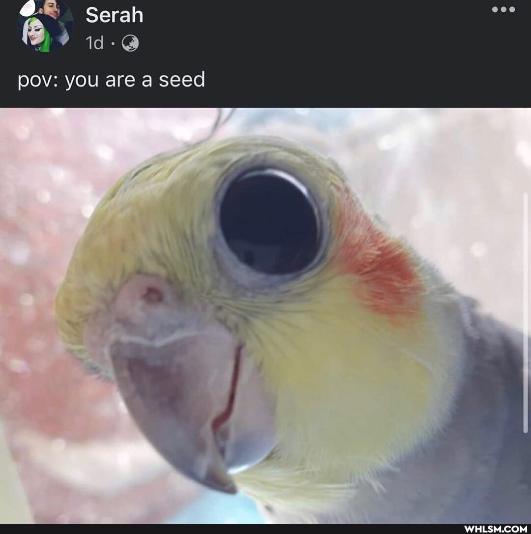 Serah
pov: you are a seed