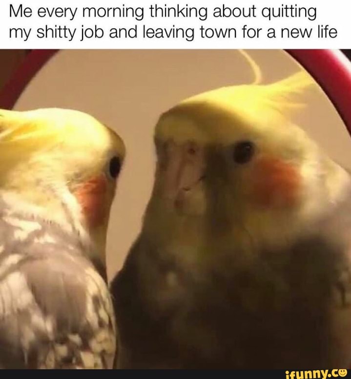Me every morning thinking about quitting
my shitty job and leaving town for a new life
y