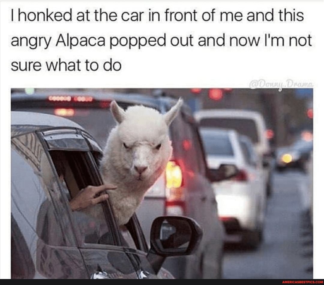 I honked at the car in front of me and this angry Alpaca popped out and now I'm not sure what to do