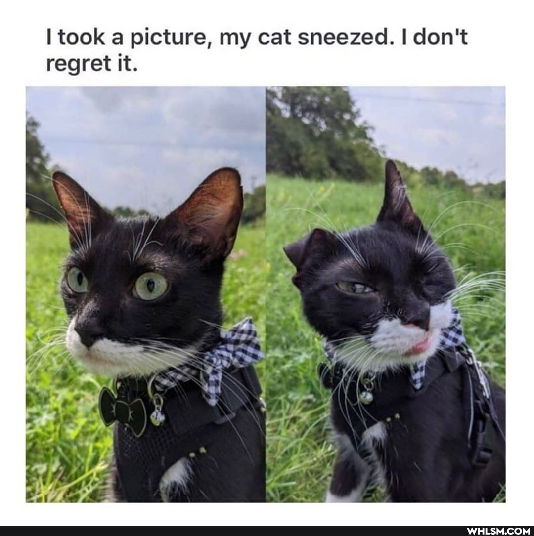 took a picture, my cat sneezed. I don
regret it.
