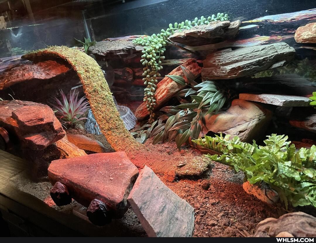 pets, reptiles