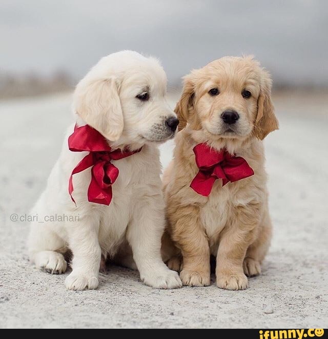 puppies, goldenretrieverpuppy, goldenretriever, puppo