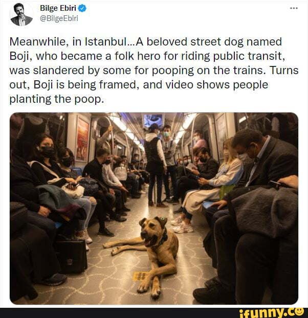 Bilge Ebiri Meanwhile, in istanbul beloved street dog named Boji, who