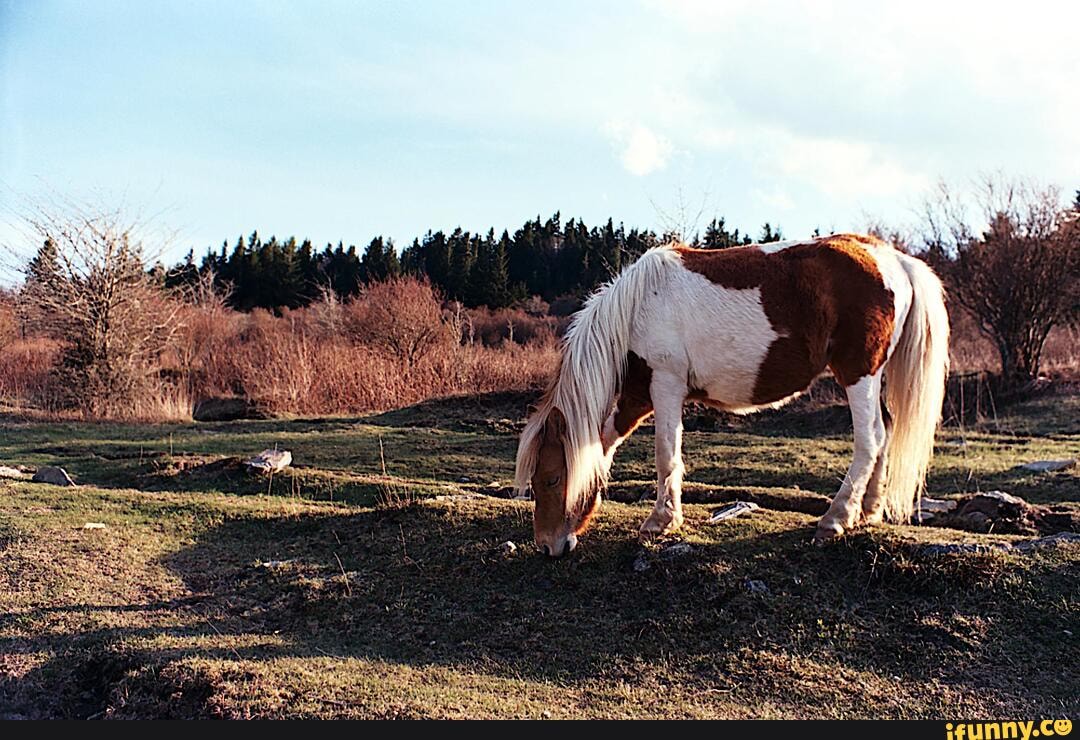 wild, pony, grayson, highlands, state, park, virginia, praktica, mtl, 5b, helios, 28mm