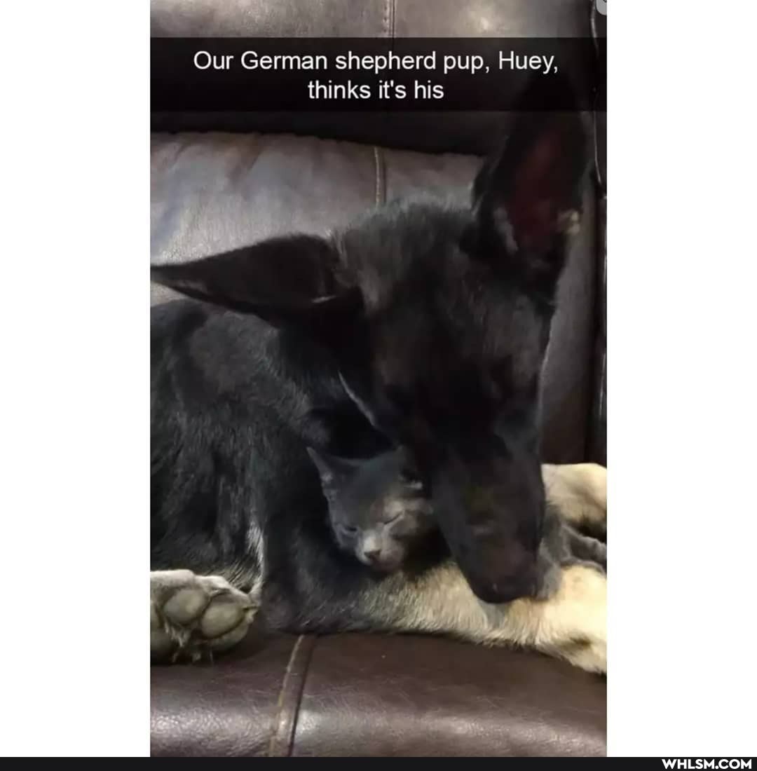 Our German shepherd pup, Huey, thinks it's his