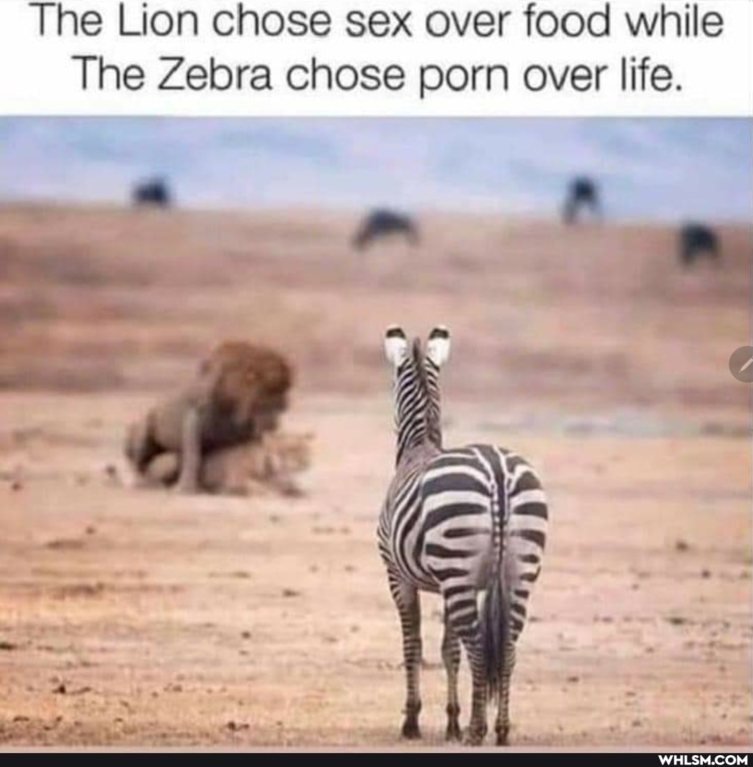The Lion chose sex over food while
The Zebra chose porn over life.