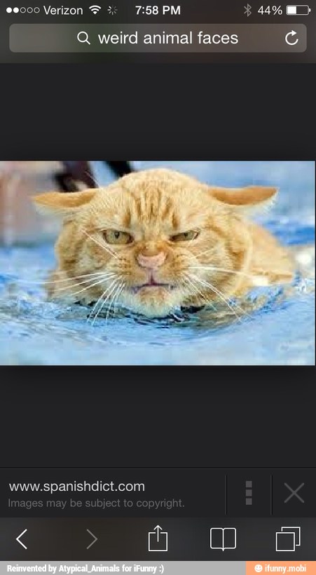 Q weird animal faces (4)