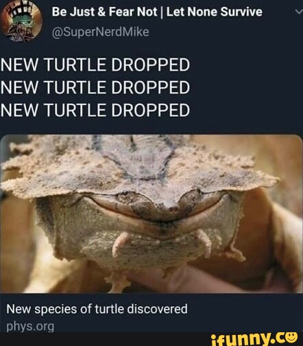 Net None Survive NEW TURTLE DROPPED NEW TURTLE DROPPED NEW TURTLE ...