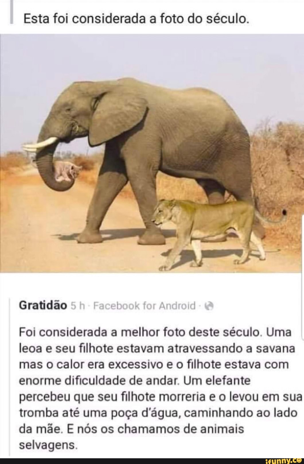 Esta foi considerada a foto do século.
Gratidão 5 h- Facebook for Android
Foi considerada a melhor foto deste século. Uma leoa e seu filhote estavam atravessando a savana mas o calor era excessivo e o filhote estava com enorme dificuldade de andar. Um elefante percebeu que seu filhote morreria e o levou em sua tromba até uma poça d'água, caminhando ao lado da mãe. E nós os chamamos de animais selvagens.