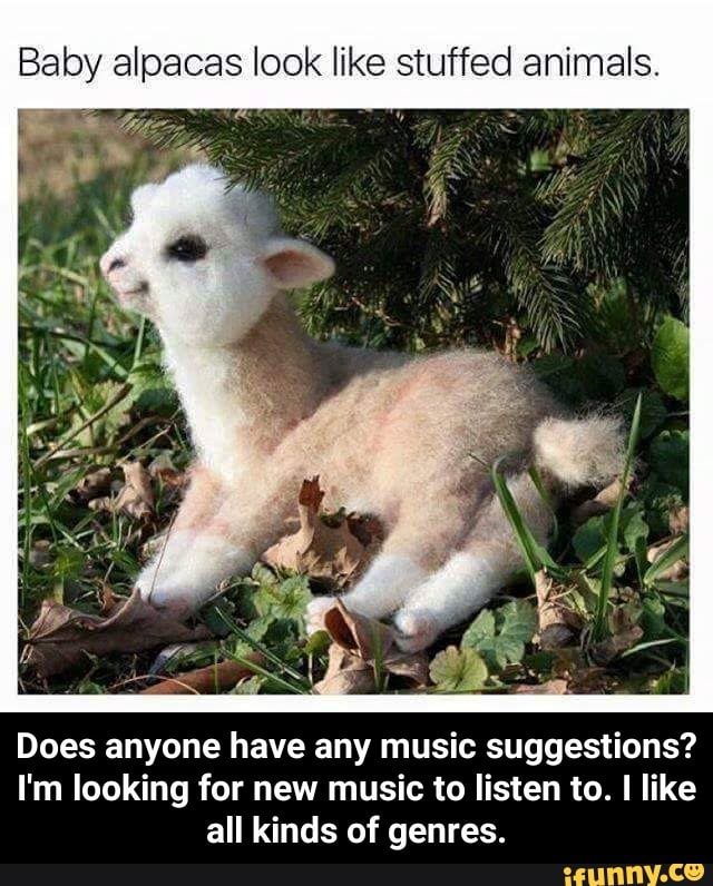 Baby alpacas look like stuffed animals. Does anyone have any music