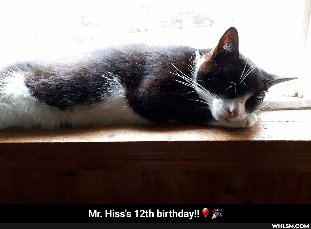 Mr. Hiss's 12th birthday! - Mr. Hiss's 12th birthday!!ππ