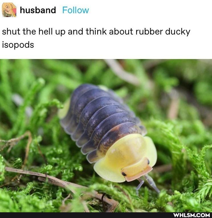 husband Follow
shut the hell up and think about rubber ducky isopods