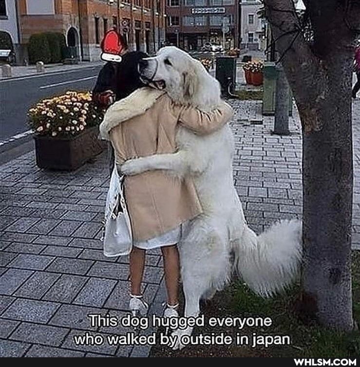This deg huag who walked
d everyone liside in japan